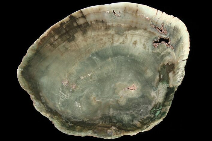 Triassic Petrified Wood (Woodworthia) Slab - Zimbabwe #78888